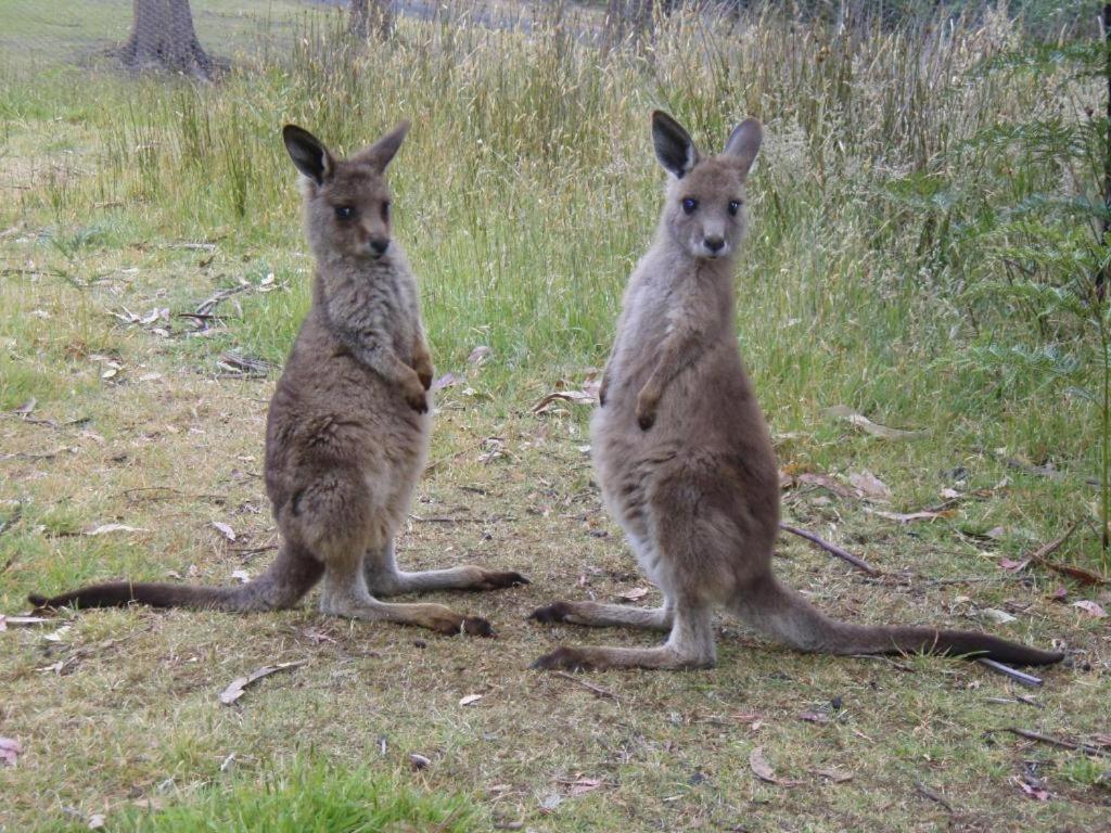 מלון ניו נורפולק Base Camp Tasmania מראה חיצוני תמונה
