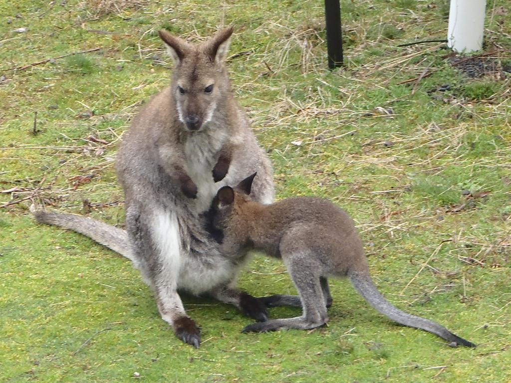 מלון ניו נורפולק Base Camp Tasmania מראה חיצוני תמונה